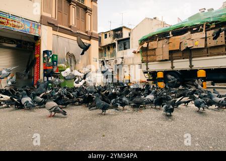 Troupeau de pigeons urbains colorés assis sur le banc dans le parc. Colombes jetant un coup d'œil sur le sol, gros plan. Photo de haute qualité Banque D'Images