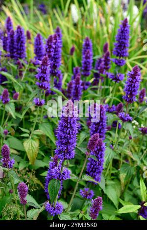 Agastache Blue Boa,anis Hyssop,pointes de fleurs bleu-violet foncé,feuillage vert,fleurs,floraison,vivaces,jardin,jardins,RM Floral Banque D'Images