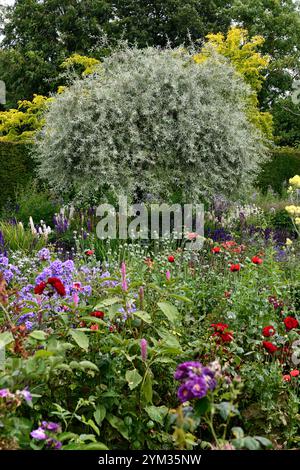 Jardins d'Altamont, Corona Nord, frontière commémorative, frontière herbacée, double frontière, géranium, nepeta, agastache, salvia, rose, roses, pérenne, mélanger Banque D'Images