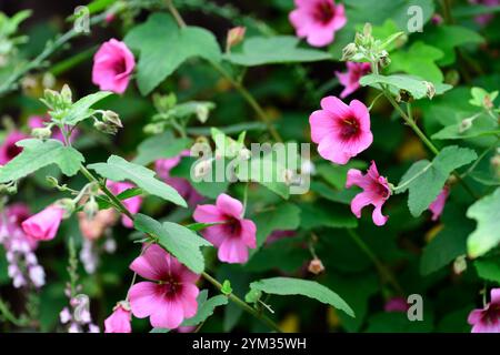 Anisodontea capensis el rayo,malow africain El Rayo,Anisodontea El Rayo,fleurs roses,Floraison,RM Floral Banque D'Images