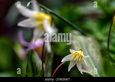 Erythronium multiscapideum, fleurs blanches, jaunes rincées, fleur, fleur de chien à fleurs, fleur, fleur, fleur, feuillage marmogé, RM Banque D'Images