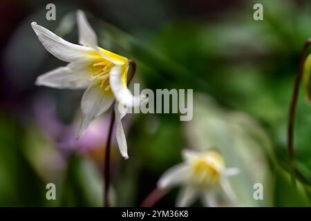 Erythronium multiscapideum, fleurs blanches, jaunes rincées, fleur, fleur de chien à fleurs, fleur, fleur, fleur, feuillage marmogé, RM Banque D'Images