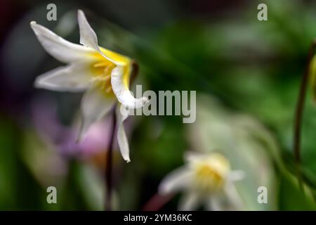 Erythronium multiscapideum, fleurs blanches, jaunes rincées, fleur, fleur de chien à fleurs, fleur, fleur, fleur, feuillage marmogé, RM Banque D'Images