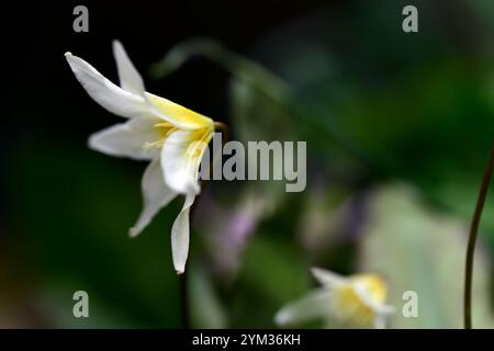 Erythronium multiscapideum, fleurs blanches, jaunes rincées, fleur, fleur de chien à fleurs, fleur, fleur, fleur, feuillage marmogé, RM Banque D'Images