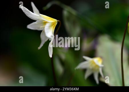 Erythronium multiscapideum, fleurs blanches, jaunes rincées, fleur, fleur de chien à fleurs, fleur, fleur, fleur, feuillage marmogé, RM Banque D'Images