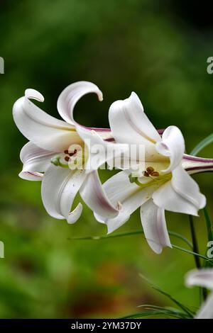 lilium formosanum var pricei, lys nains Formosa, fleurs de trompette rose blanche, parfum, parfumé, lys parfumés, lys miniatures, lys nains, RM Floral Banque D'Images