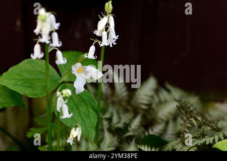 trillium blanc et bluebells blancs, trillium et bluebells, jardin boisé, plantes boisées au printemps, combinaison inhabituelle de plantes, fleurs blanches de printemps, whi Banque D'Images