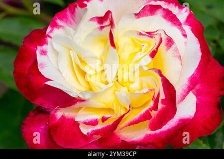 Rose "double Delight' Banque D'Images