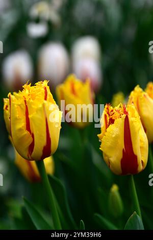 tulipa helmar, tulipe Triumph, pétales jaunes avec des flammes et des plumes rouge rubis vif, tulipe de type rembrandt, tulipes jaunes et rouges, RM Floral Banque D'Images