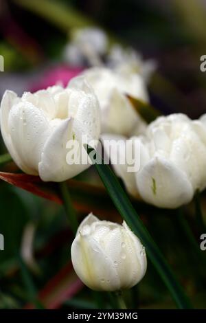 tulipa Mount tacoma, Tulip Mount tacoma, tulipes blanches, tulipes doubles tardives, fleurs de tulipes blanches, tulipes doubles blanches, fleur de printemps, fleurs de printemps, RM Flo Banque D'Images