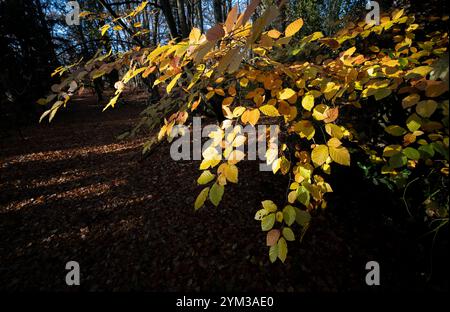 Le soleil d'automne illumine les hêtres montrant leurs feuilles d'automne jaunes et dorées saisonnières dans les bois, Worcestershire, Angleterre. Banque D'Images