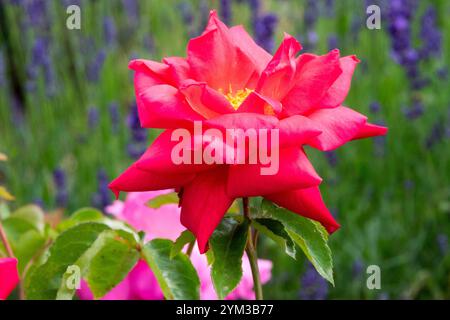 Rose 'Opera' Red rosa Tea Hybrid Banque D'Images