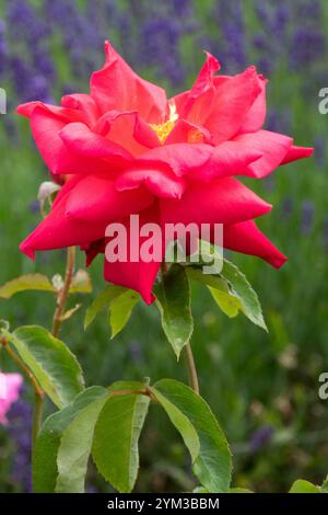 Rose 'Opera' Red rosa Tea Hybrid Banque D'Images