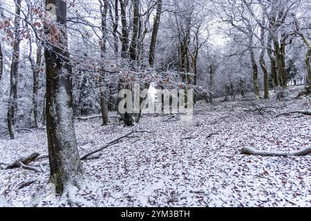 Winter im Taunus BEI wiederholten Schneeschauern ist die Landschaft am Großen Feldberg mit einer dünnen Schneedecke und Raureif überzogen., Schmitten Hessen Deutschland *** hiver dans le Taunus avec des averses de neige répétées, le paysage de la Großer Feldberg est recouvert d'une fine couche de neige et de gel des palourdes , Schmitten Hessen Allemagne Banque D'Images