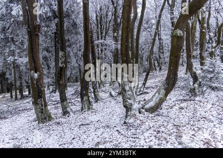 Winter im Taunus BEI wiederholten Schneeschauern ist die Landschaft am Großen Feldberg mit einer dünnen Schneedecke und Raureif überzogen., Schmitten Hessen Deutschland *** hiver dans le Taunus avec des averses de neige répétées, le paysage de la Großer Feldberg est recouvert d'une fine couche de neige et de gel des palourdes , Schmitten Hessen Allemagne Banque D'Images