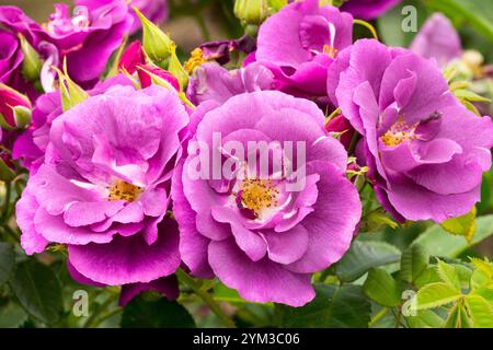 Rosa 'Rhapsody in Blue' Purple Rich Blooms Rose Banque D'Images