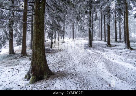 Winter im Taunus BEI wiederholten Schneeschauern ist die Landschaft am Großen Feldberg mit einer dünnen Schneedecke und Raureif überzogen., Schmitten Hessen Deutschland *** hiver dans le Taunus avec des averses de neige répétées, le paysage de la Großer Feldberg est recouvert d'une fine couche de neige et de gel des palourdes , Schmitten Hessen Allemagne Banque D'Images