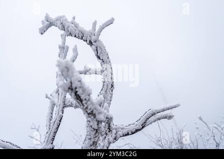 Winter im Taunus BEI wiederholten Schneeschauern ist die Landschaft am Großen Feldberg mit einer dünnen Schneedecke und Raureif überzogen., Schmitten Hessen Deutschland *** hiver dans le Taunus avec des averses de neige répétées, le paysage de la Großer Feldberg est recouvert d'une fine couche de neige et de gel des palourdes , Schmitten Hessen Allemagne Banque D'Images