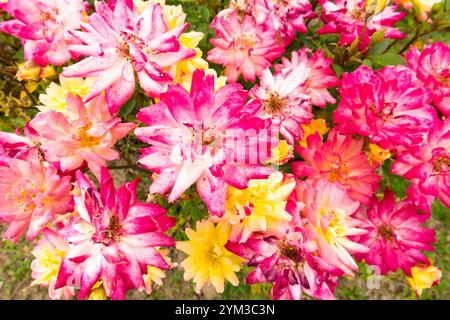 Roses colorées Rosa 'Baby Masquerade' miniature Rose Banque D'Images