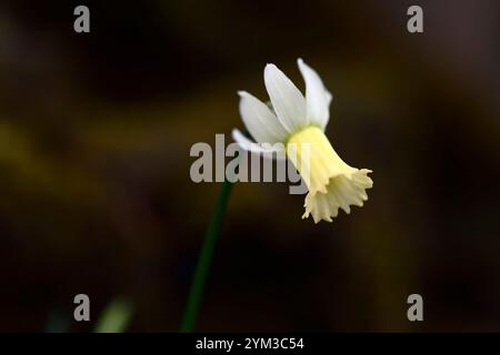 narcissus KB-M-1 2007, narcisse miniature, jonquille miniatire, fleurs jaunes, printemps dans le jardin, pépinière anne wright, RM Floral Banque D'Images