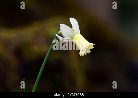 narcissus KB-M-1 2007, narcisse miniature, jonquille miniatire, fleurs jaunes, printemps dans le jardin, pépinière anne wright, RM Floral Banque D'Images