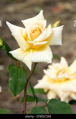 Rosa 'Joanna Hill' Blanc jaune pâle rose portrait simple Banque D'Images