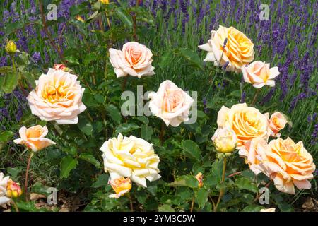 Rosa 'Joanna Hill' Blanc Rose jaune pâle dans le lit lavande Banque D'Images