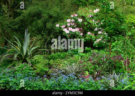 Rhododendron Loderi Rose Diamond, schefflera, acer palmatum seiryu, corydalis Spinners, fleurs roses, Cordyline indivisa, Podophyllum, disporum, smilacina, ma Banque D'Images