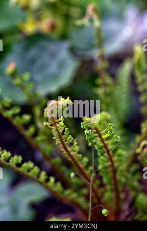 dryopteris affinis cristata angustata, fougère semi-persistante, fougères, frondes, frondes, jardin boisé, ombre, ombragé, jardin ombragé, RM Floral Banque D'Images