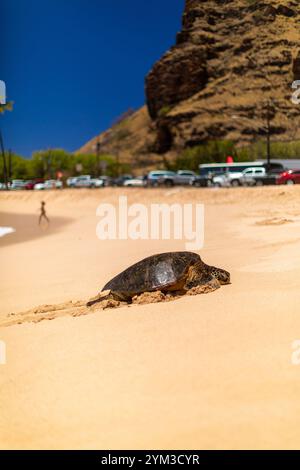 Tortue de mer verte hawaïenne repose sur une falaise spectaculaire d'Oahu sous un ciel bleu. Banque D'Images