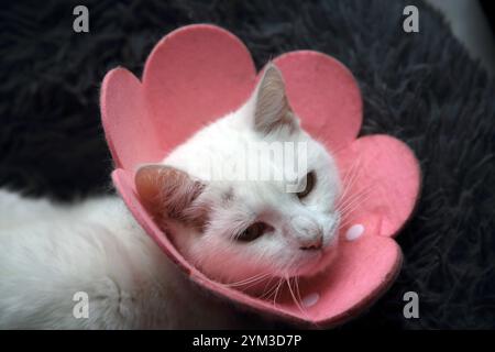 Chat blanc turc Angora Mix portant un collier médical de fleur de coton pour protéger les blessures Banque D'Images