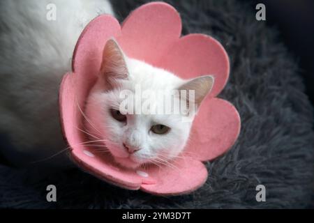 Chat blanc turc Angora Mix portant un collier médical de fleur de coton pour protéger les blessures Banque D'Images