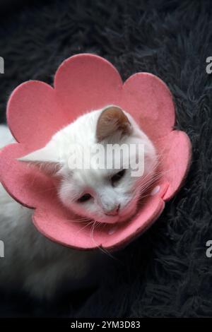 Chat blanc turc Angora Mix portant un collier médical de fleur de coton pour protéger les blessures Banque D'Images