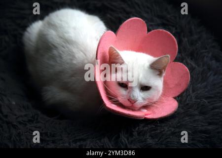 Chat blanc turc Angora Mix portant un collier médical de fleur de coton pour protéger les blessures Banque D'Images