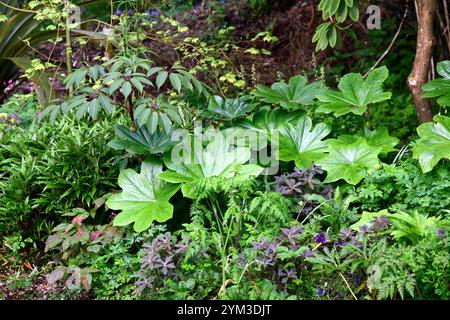 PODOPHYLLUM peltatum grande feuille, feuilles vertes, feuillage, jardin boisé, ombre, ombragé, jardin ombragé, jardin de printemps, jardins, boutons de fleurs podophyllum, RM Floral Banque D'Images