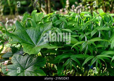 PODOPHYLLUM peltatum grande feuille, feuilles vertes, feuillage, jardin boisé, ombre, ombragé, jardin ombragé, jardin de printemps, jardins, boutons de fleurs podophyllum, disporum, f Banque D'Images