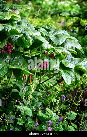 PODOPHYLLUM peltatum grande feuille, feuilles vertes, feuillage, jardin boisé, ombre, ombragé, jardin ombragé, jardin de printemps, jardins, boutons de fleurs podophyllum, RM Floral Banque D'Images