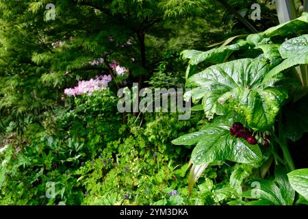 PODOPHYLLUM peltatum grande feuille, feuilles vertes, feuillage, jardin boisé, ombre, ombragé, jardin ombragé, jardin de printemps, jardins, boutons de fleurs podophyllum, RM Floral Banque D'Images