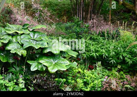 PODOPHYLLUM peltatum grande feuille, polygonatum, feuilles vertes, feuillage, jardin boisé, ombre, ombragé, jardin ombragé, jardin de printemps, jardins, bouton de fleur podophyllum Banque D'Images