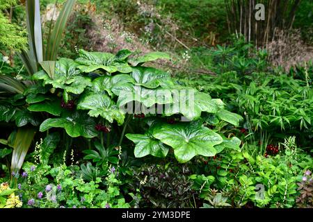 PODOPHYLLUM peltatum grande feuille, polygonatum, feuilles vertes, feuillage, jardin boisé, ombre, ombragé, jardin ombragé, jardin de printemps, jardins, bouton de fleur podophyllum Banque D'Images