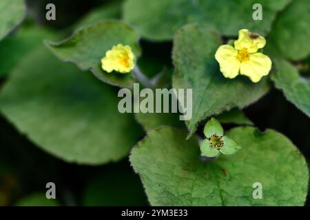 Saruma henryi, gingembre sauvage debout, feuilles en forme de coeur, fleurs jaunes, floraison printanière, jardin boisé, ombre, jardin ombragé, RM Floral Banque D'Images