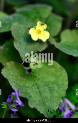 Saruma henryi, gingembre sauvage debout, feuilles en forme de coeur, fleurs jaunes, floraison printanière, jardin boisé, ombre, jardin ombragé, RM Floral Banque D'Images