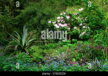 Rhododendron Loderi Rose Diamond, schefflera, acer palmatum seiryu, corydalis Spinners, fleurs roses, Cordyline indivisa, Podophyllum, disporum, smilacina, ma Banque D'Images