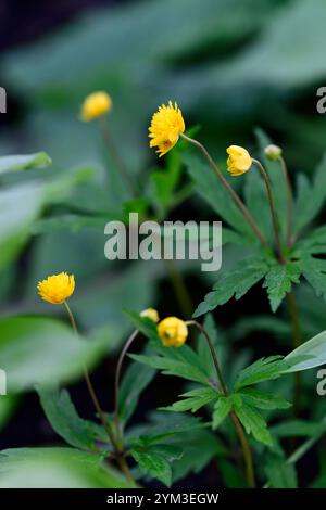 anemone ranunculoides kadi, jaune, anémones, fleurs, fleur, fleuri, bois, bois, ombre, ombragé, plante, jardin boisé, printemps dans la garde des bois Banque D'Images