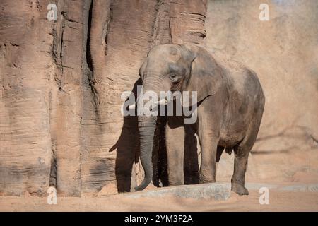 éléphant en plein air tout en se déplaçant. Banque D'Images