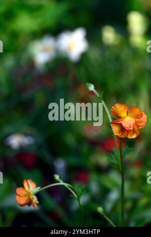 ranunculus rococo orange, Ranunculus hybride, Ranunculus interspécifique, fleurs d'orange, Ranunculus orange, RM Floral Banque D'Images