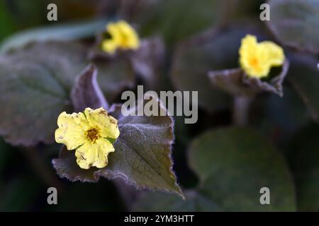 Saruma henryi, gingembre sauvage debout, feuilles en forme de coeur, fleurs jaunes, floraison printanière, jardin boisé, ombre, jardin ombragé, RM Floral Banque D'Images