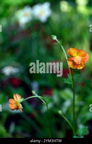 ranunculus rococo orange, Ranunculus hybride, Ranunculus interspécifique, fleurs d'orange, Ranunculus orange, RM Floral Banque D'Images