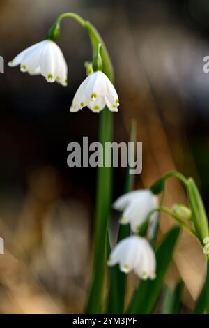 Leucojum vernum, blanc, fleurs, petit, en forme de cloche, forme, vert, tache, tepal, fleur, floraison, printemps, RM Floral Banque D'Images