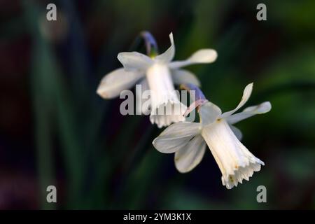 Narcisse Snow Baby,narcissi,daffodil,jonquilles,trompette crème blanche,trompettes,fleur de crème blanche,fleurs,floraison,miniature,petite,courte,RM Floral Banque D'Images